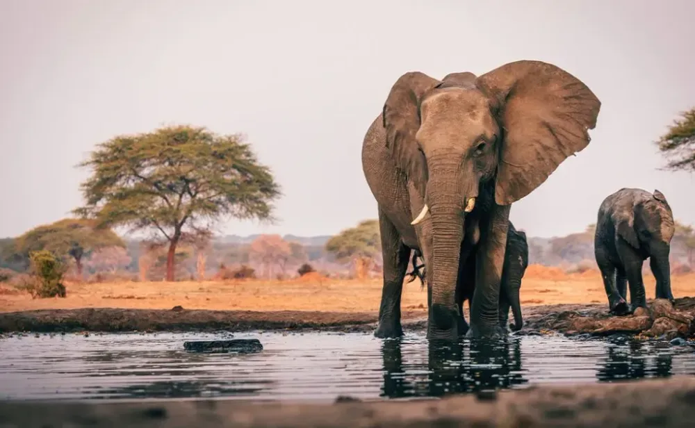 Elefantenkuh mit Jungem am Wasserloch, Senyati Safari Camp, Botswana